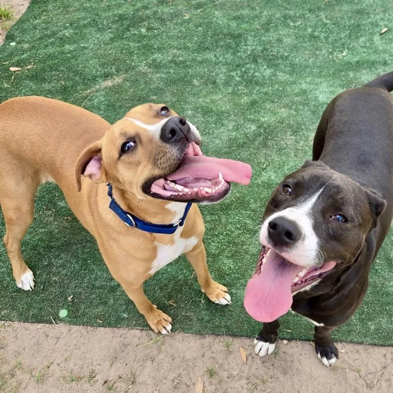 A young medium-sized male Red / Chestnut / Orange American Staffordshire Terrier dog named Frank Sinatra for adoption in Houston, TX