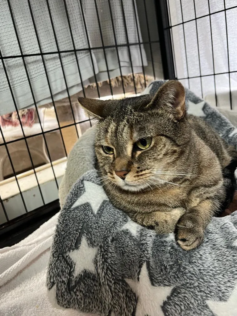 An adult small-sized female Domestic Short Hair cat named Blue Moon for adoption in Berlin, MD