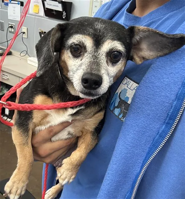 An adult small-sized female Mixed Breed dog named Penny for adoption in Dallas, TX