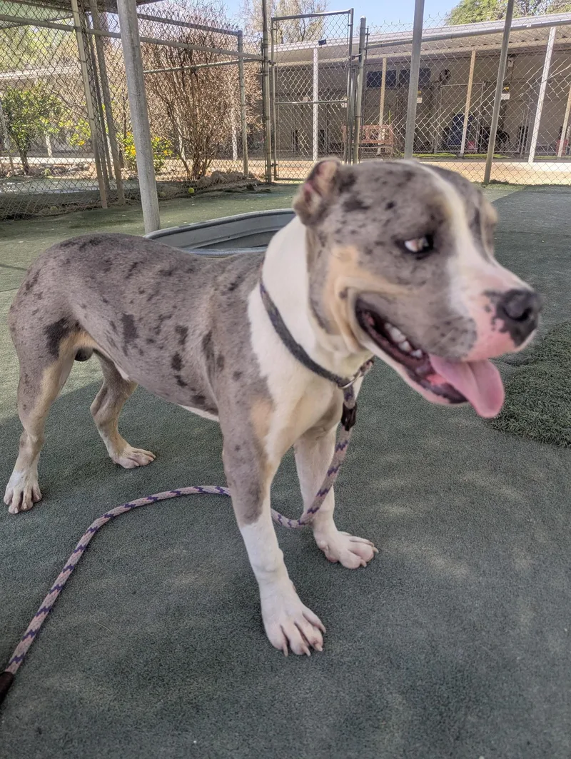 A young medium-sized male Brindle Staffordshire Bull Terrier dog named Huckleberry for adoption in Ferndale, WA