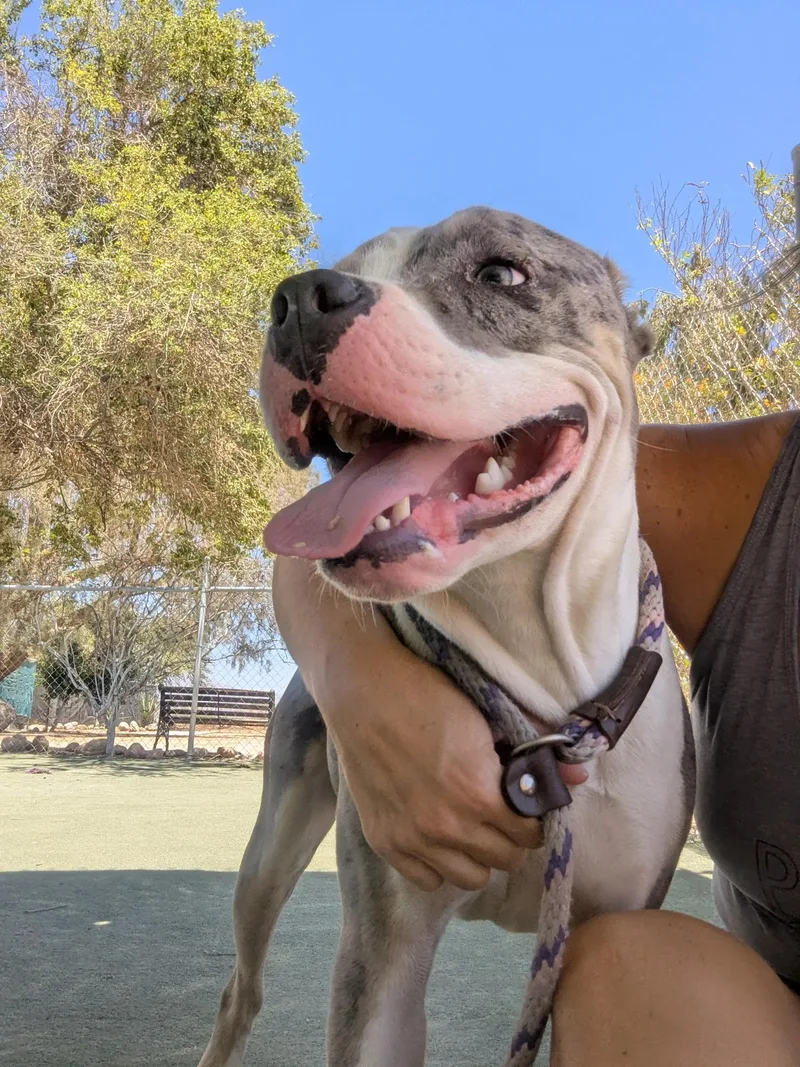 Huckleberry thumbnail 2