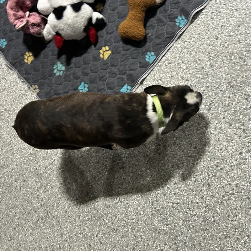 An adult small-sized female Brindle Boston Terrier dog named Ziley lbs for adoption in Antwerp, OH