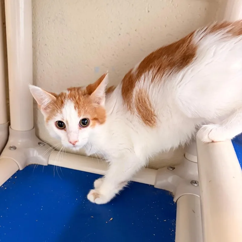 A baby small-sized male Domestic Short Hair cat named Kale for adoption in Franklin, NC