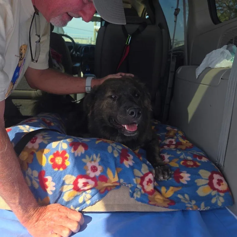 An adult large-sized female Brown / Chocolate Dutch Shepherd dog named Maple for adoption in Goodlettsville, TN