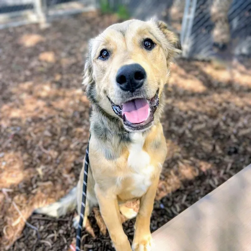 A baby medium-sized male Shepherd dog named Lowell for adoption in Oakland, CA