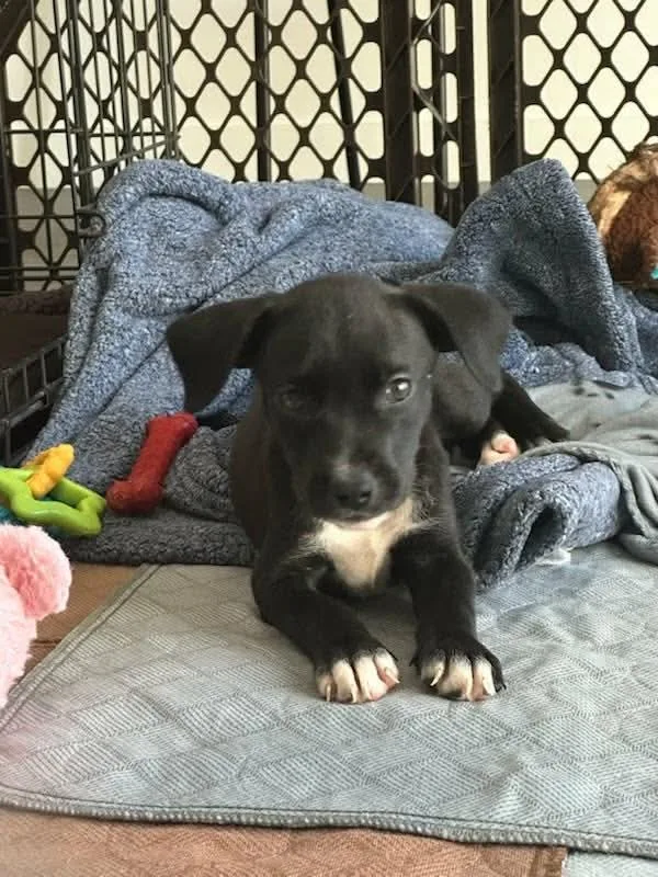A baby medium-sized female Labrador Retriever dog named BP Dew for adoption in San Diego, CA