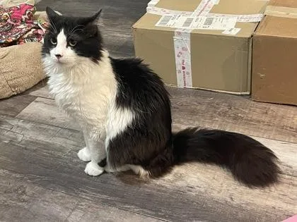 A baby small-sized female Domestic Medium Hair cat named Moufette for adoption in Fort Worth, TX
