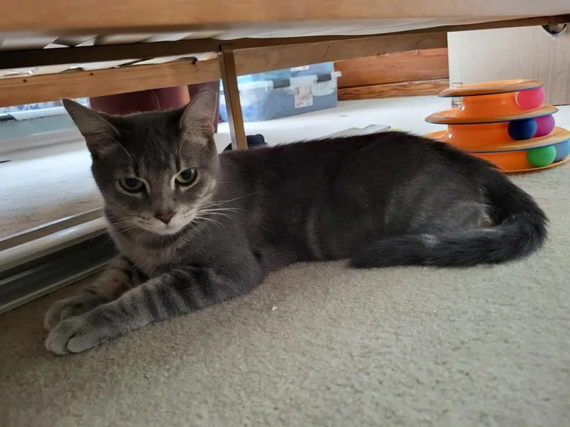 A young medium-sized female Gray / Blue / Silver Domestic Short Hair cat named Ishirini Nambari for adoption in Chandler, AZ