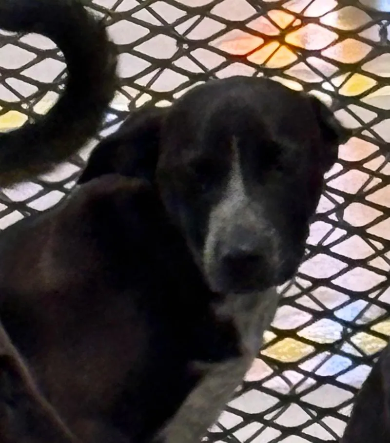 A baby small-sized male Australian Cattle Dog / Blue Heeler dog named Pluto for adoption in Belton, TX