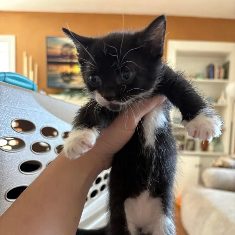 A baby small-sized female Black Domestic Short Hair cat named Crunchwrap Supreme for adoption in Johnstown, PA