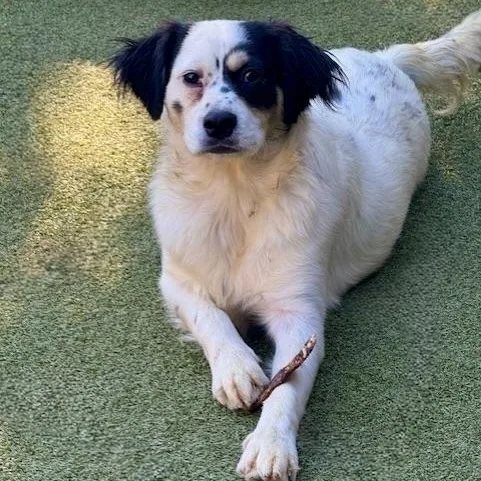 Tilbury thumbnail 5