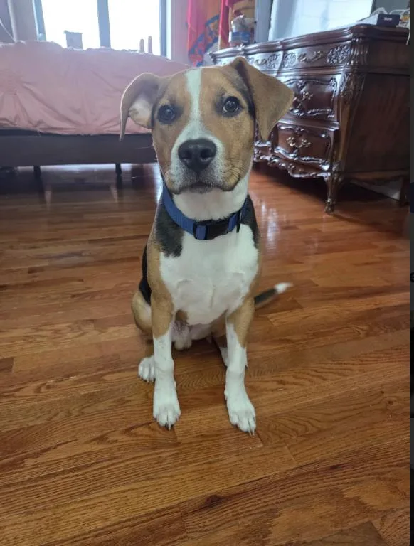 A baby medium-sized male Beagle dog named Miles for adoption in Chicago, IL