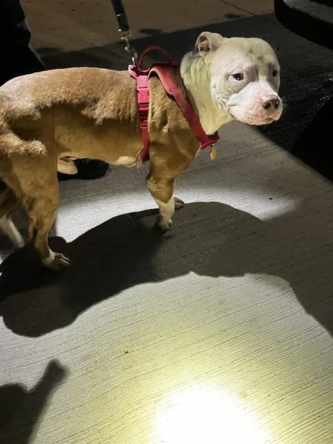 An adult medium-sized male Pit Bull Terrier dog named Tonka for adoption in Dallas, TX