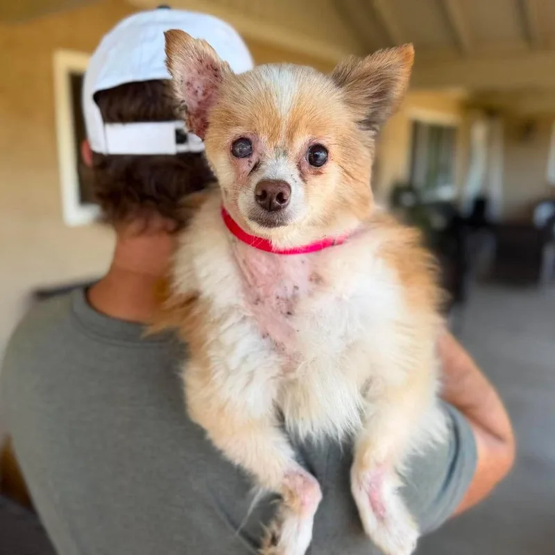 A senior small-sized female Yellow / Tan / Blond / Fawn Pomeranian dog named Rafaela for adoption in Ramona, CA