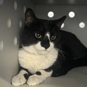 An adult medium-sized male Black Domestic Short Hair cat named Lego for adoption in New Fairfield, CT