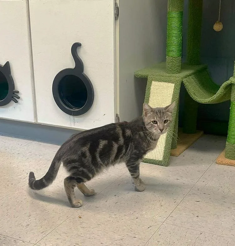 An adult medium-sized male Gray / Blue / Silver Tabby cat named Butter for adoption in Pegram, TN