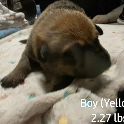 A baby medium-sized male Brown / Chocolate German Shepherd Dog named Saul for adoption in Alma, WI
