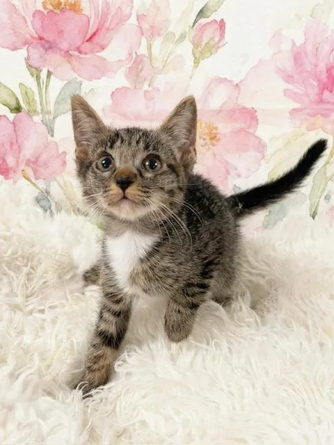 A baby small-sized female Tabby (Tiger Striped) Tabby cat named Princess Peach for adoption in Tehachapi, CA