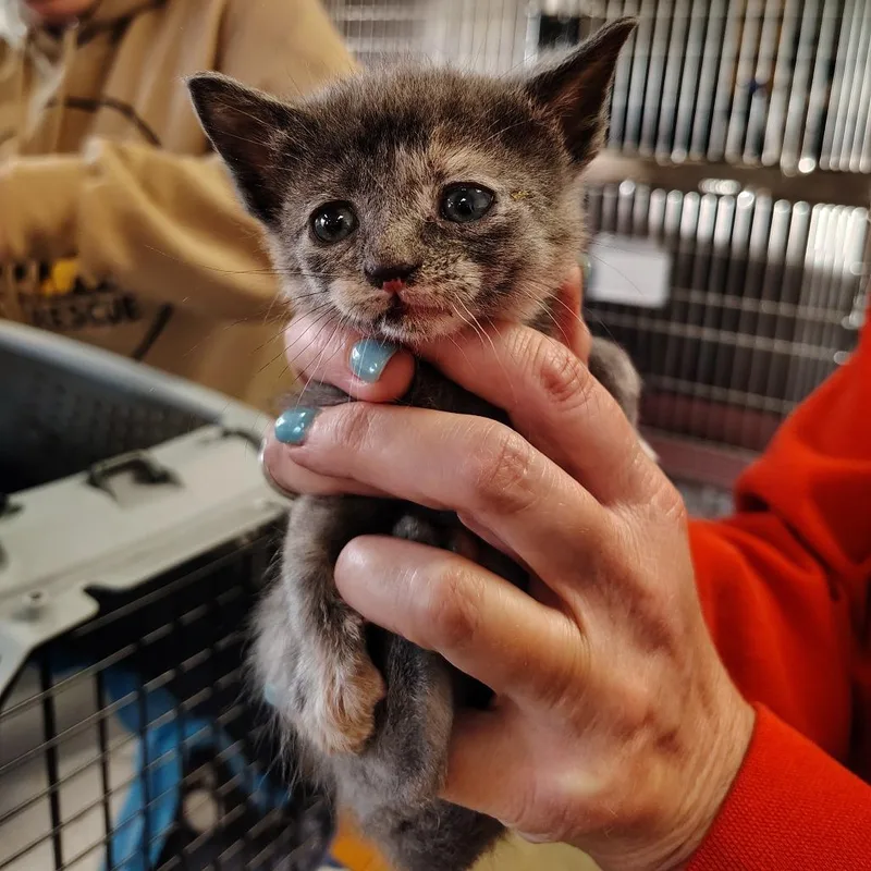 A young small-sized female Dilute Calico Domestic Short Hair cat named Ashley for adoption in Indiana, PA