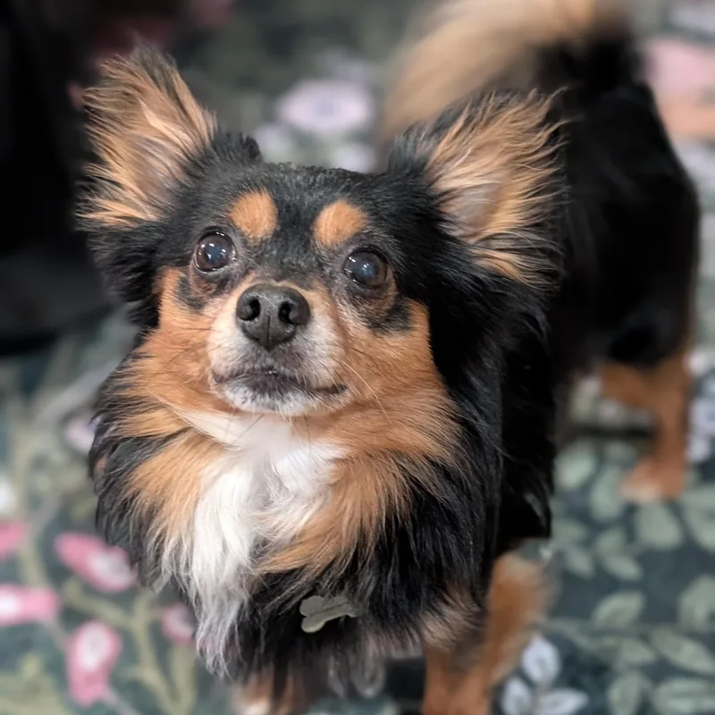 An adult small-sized male Tricolor (Brown, Black, & White) Chihuahua dog named Brownie for adoption in Dayton, OH