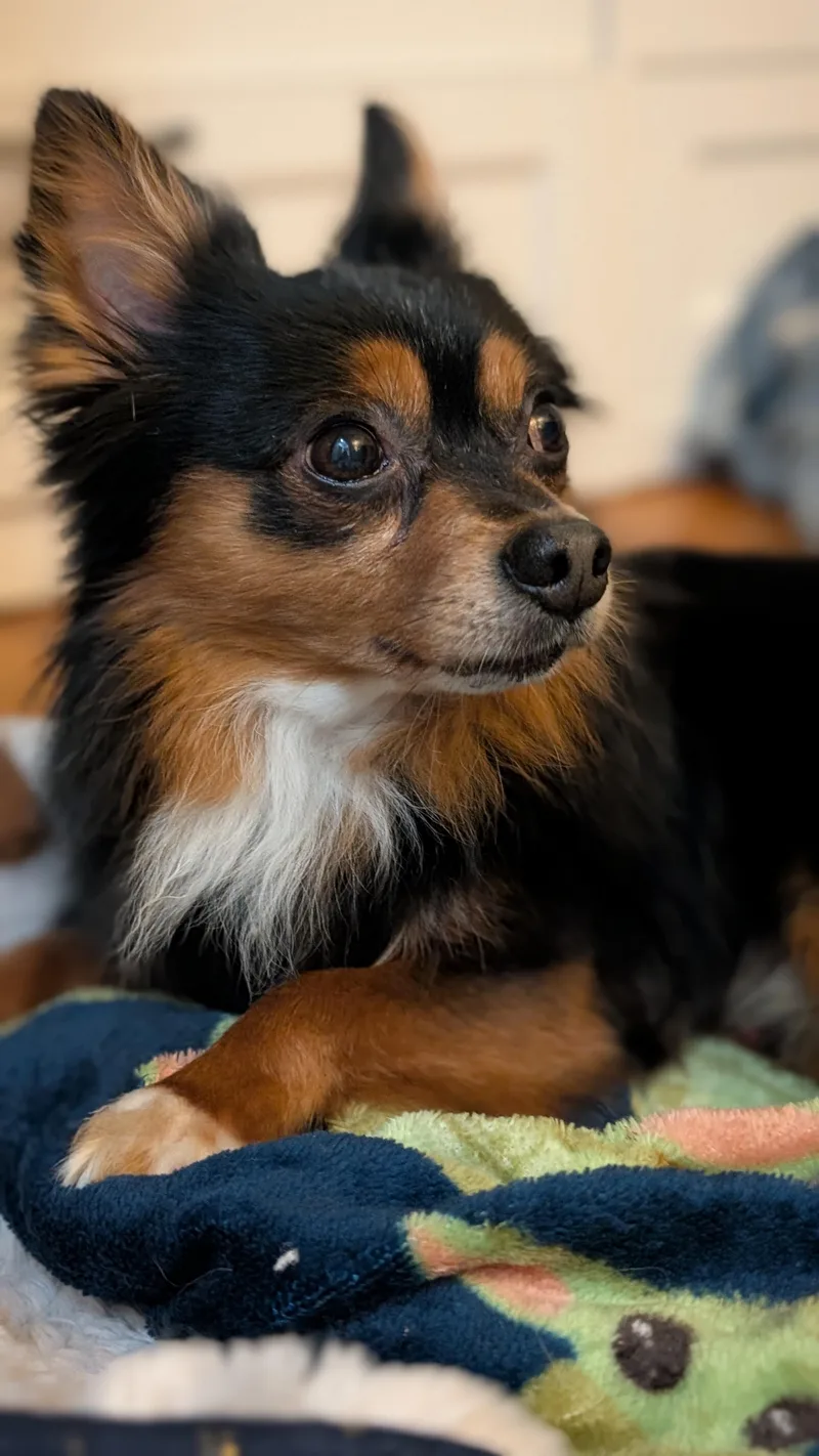 Brownie thumbnail 2