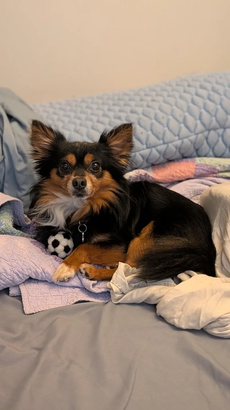 Brownie thumbnail 5
