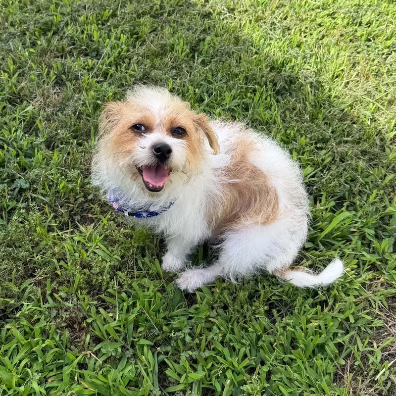Daisy Is  Pounds thumbnail 4