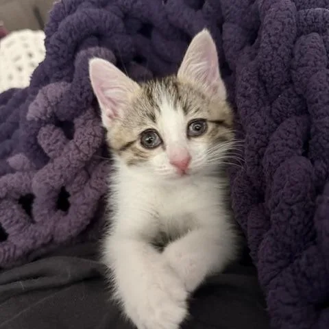 A baby small-sized female White Domestic Short Hair cat named Lucy for adoption in Upland, CA