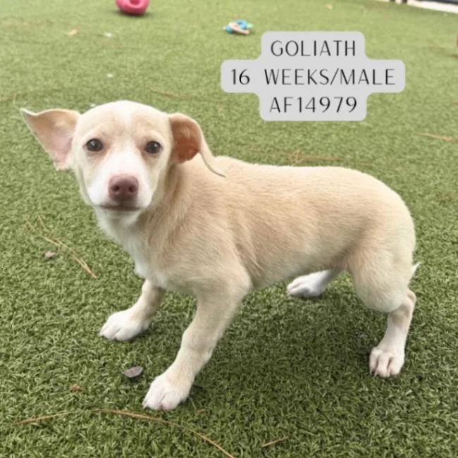 Goliath