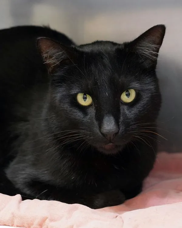 An adult small-sized male Domestic Short Hair cat named Jack for adoption in Novato, CA