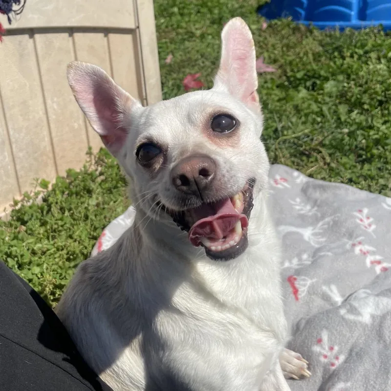 An adult small-sized male White / Cream Chihuahua dog named The Rock for adoption in York, PA