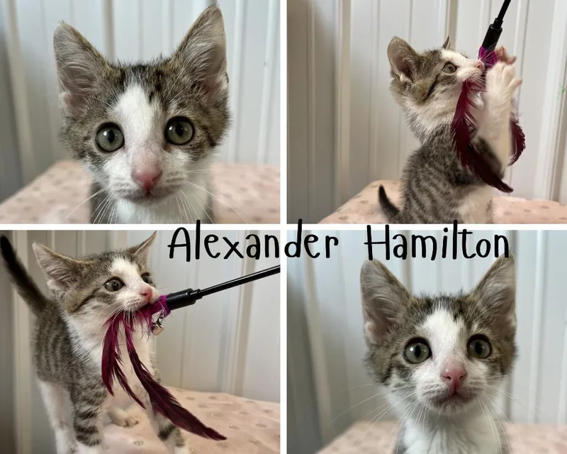 A baby medium-sized male Domestic Short Hair cat named Alexander Hamilton for adoption in Pierceton, IN