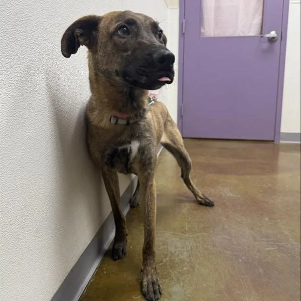 An adult medium-sized female Brown / Chocolate Dutch Shepherd dog named Yelena for adoption in Albuquerque, NM