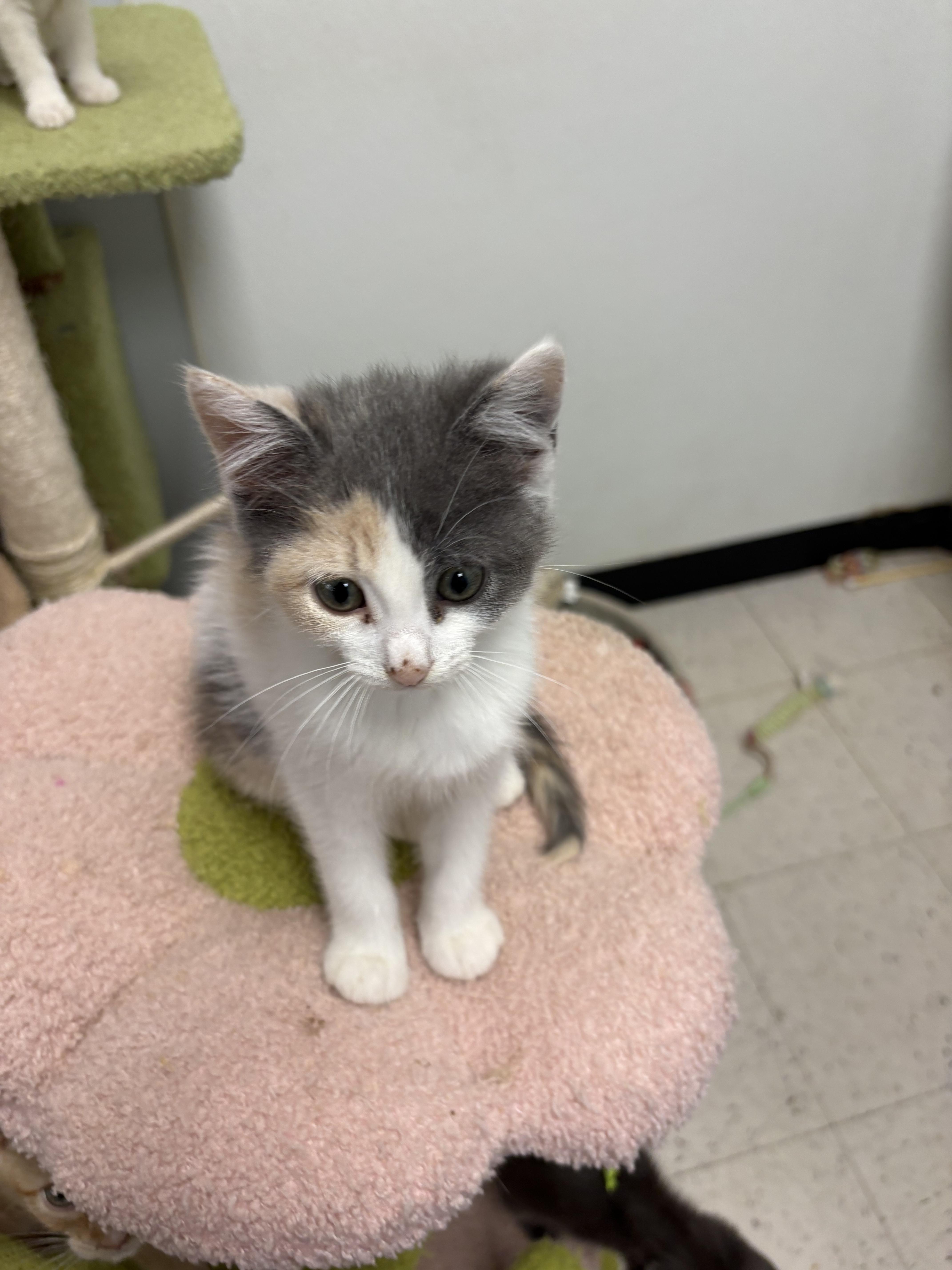 A baby small-sized female Domestic Short Hair cat named Mocha for adoption in North Arlington, NJ