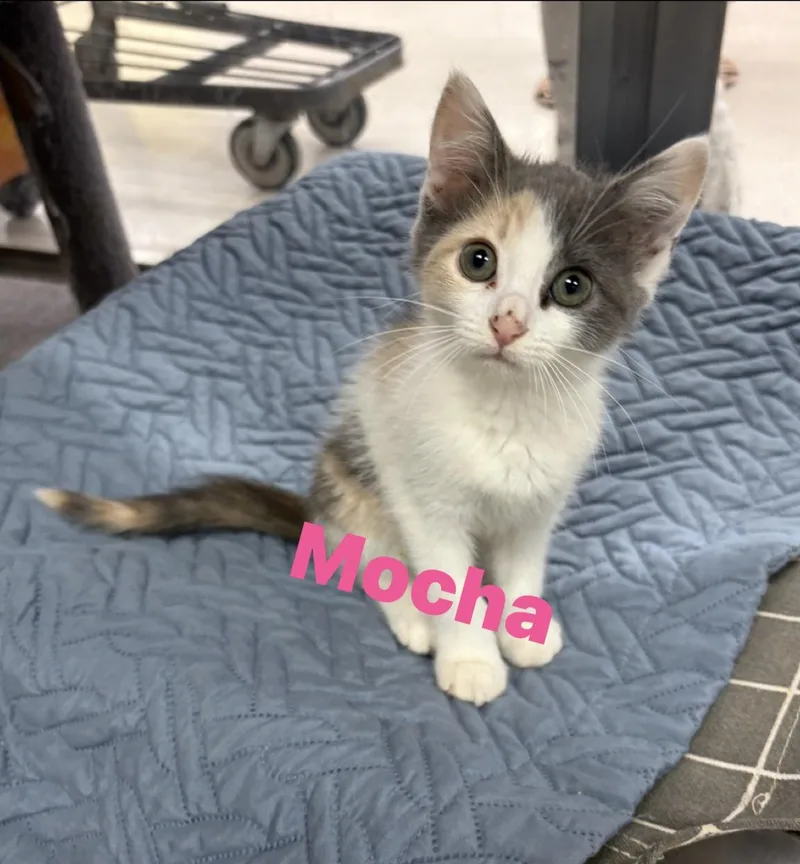 Mocha thumbnail 2