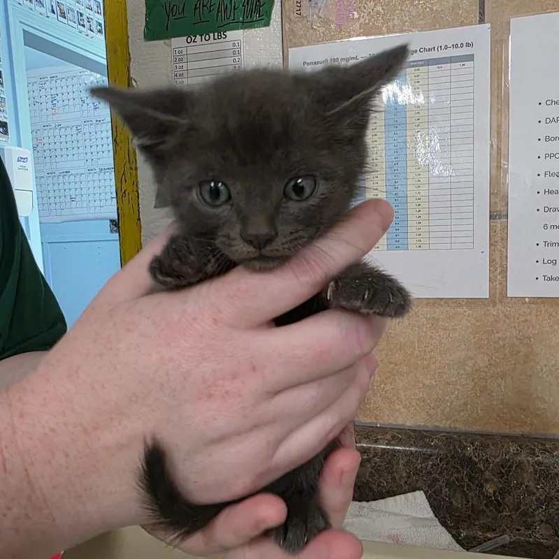 A baby small-sized male Gray / Blue / Silver Domestic Short Hair cat named Falcon for adoption in Eureka Springs, AR