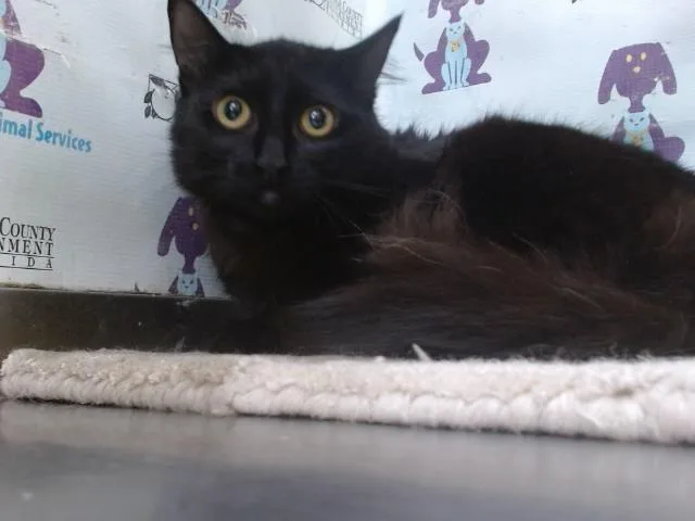 A young small-sized female Domestic Medium Hair cat named Ruby for adoption in Orlando, FL