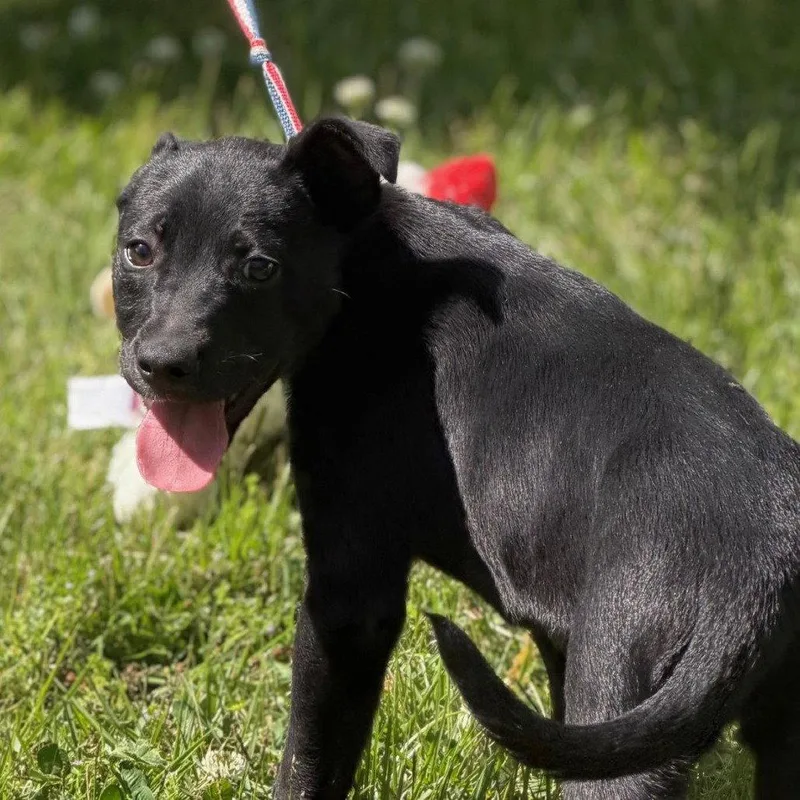 Crunch thumbnail 2