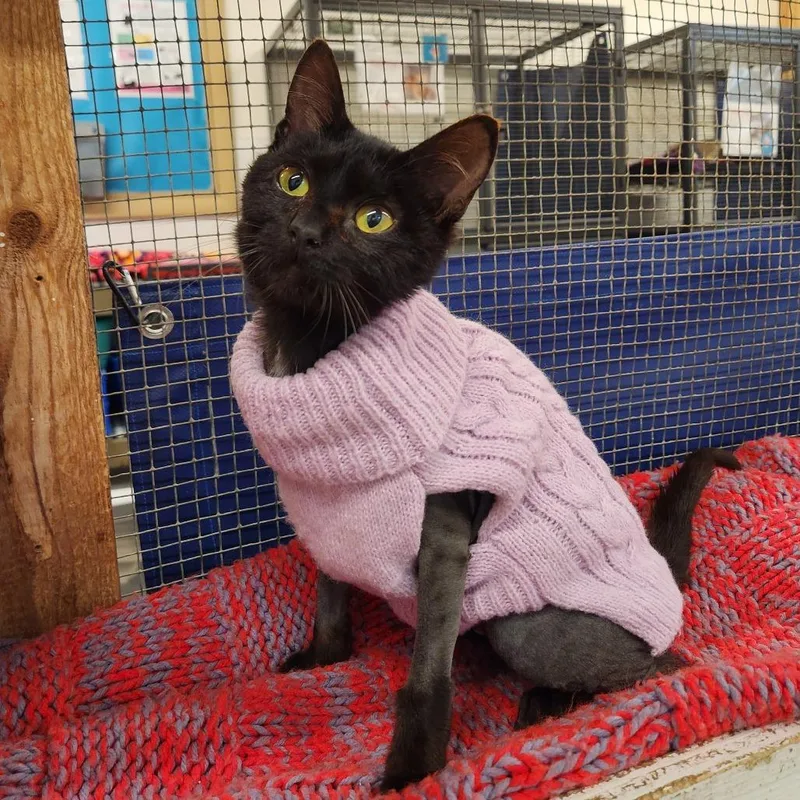 A young small-sized female Brown / Chocolate Domestic Short Hair cat named Beatrice for adoption in Delaware, OH