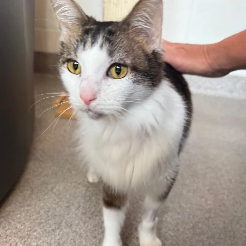 Renesmee thumbnail 2