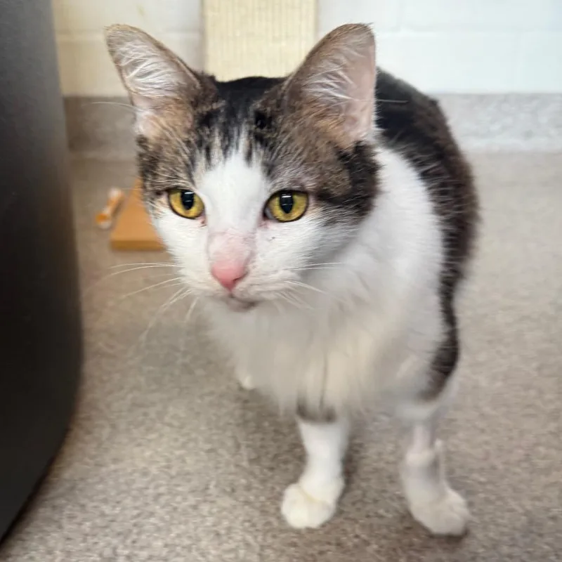 Renesmee thumbnail 3