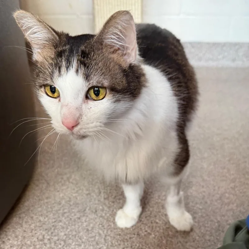 Renesmee thumbnail 4