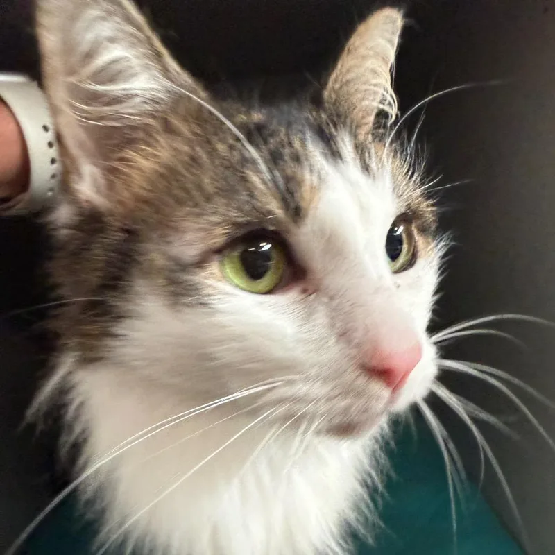 Renesmee thumbnail 5