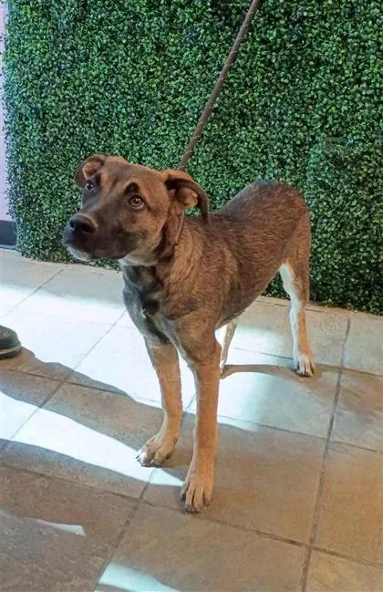 A baby medium-sized male Brown / Chocolate Mixed Breed dog named 61304347 for adoption in El Paso, TX