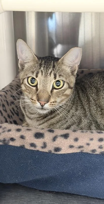An adult medium-sized male Domestic Short Hair cat named Maserati for adoption in Venice, FL