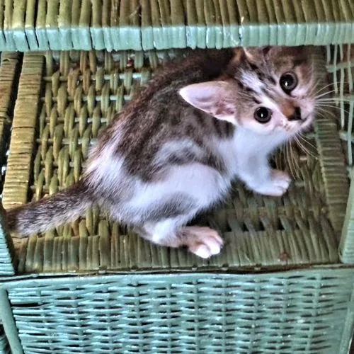 A baby medium-sized female Tabby cat named Jellybean for adoption in Rutherfordton, NC