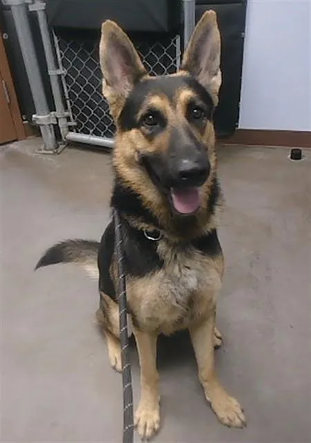 A young large-sized male German Shepherd Dog dog named Groot for adoption in Phoenix, AZ