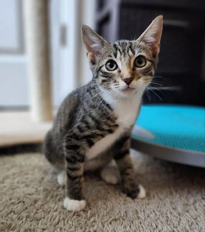 A young medium-sized female Tabby cat named Cupcake for adoption in Ocala, FL
