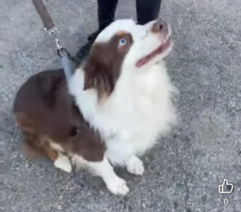 An adult medium-sized male Australian Shepherd dog named TRoscoe for adoption in Billings, MT