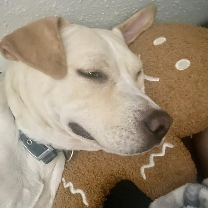 A young medium-sized female Labrador Retriever dog named Lilah for adoption in Liverpool, TX